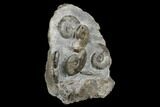 Fossil Ammonite (Cleviceras) Cluster - Sandsend, England #176348-2